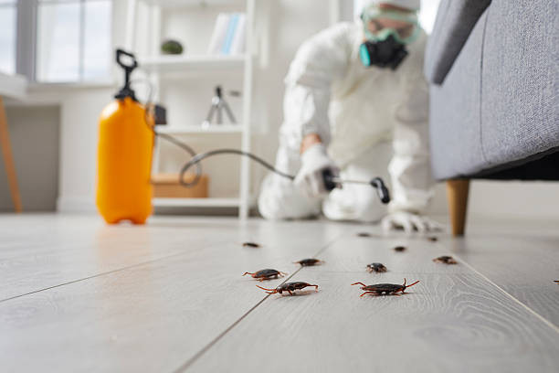 Post-Treatment Bed Bug Interceptor Monitoring in Barnesville